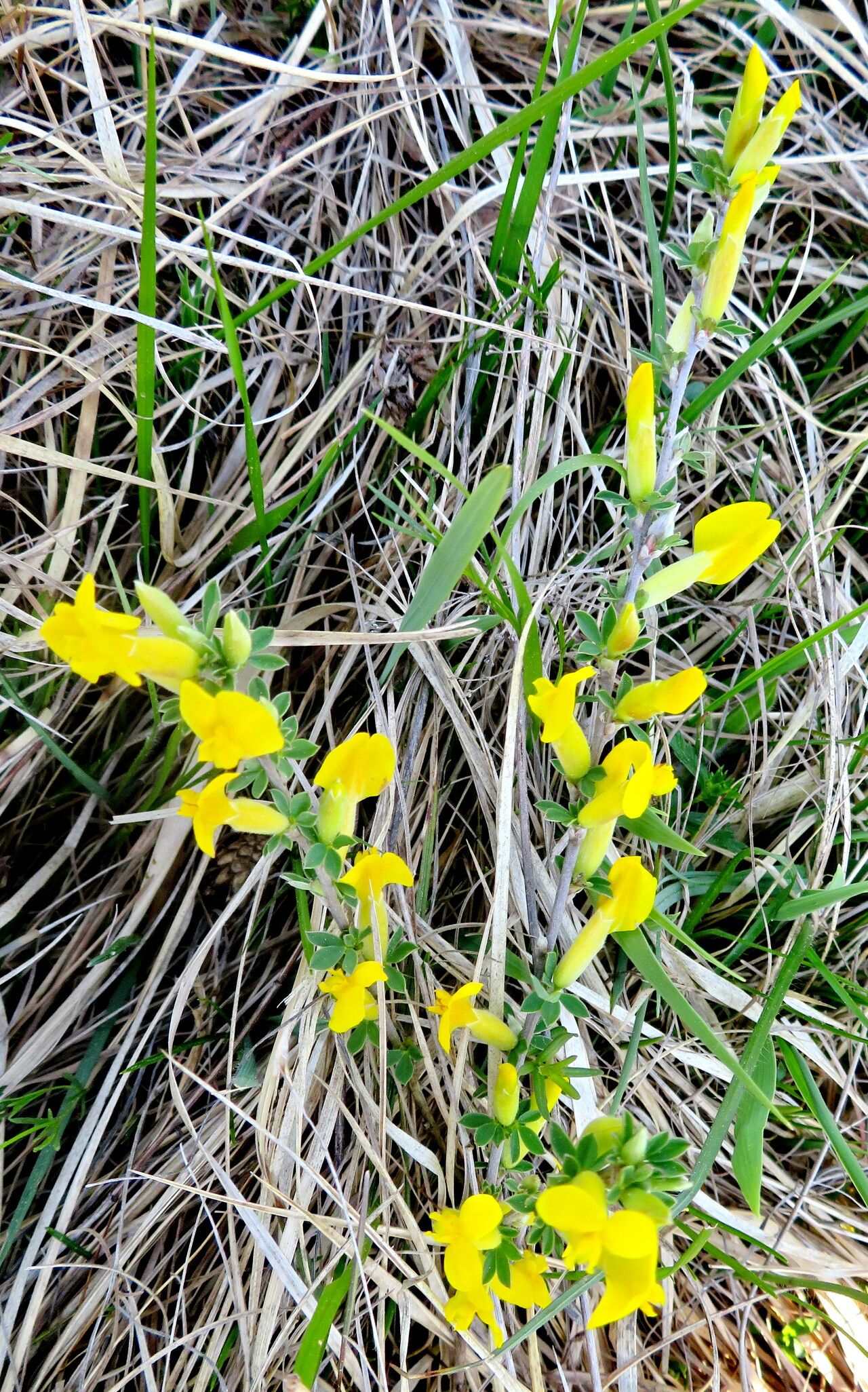 Chamaecytisus ratisbonensis habit