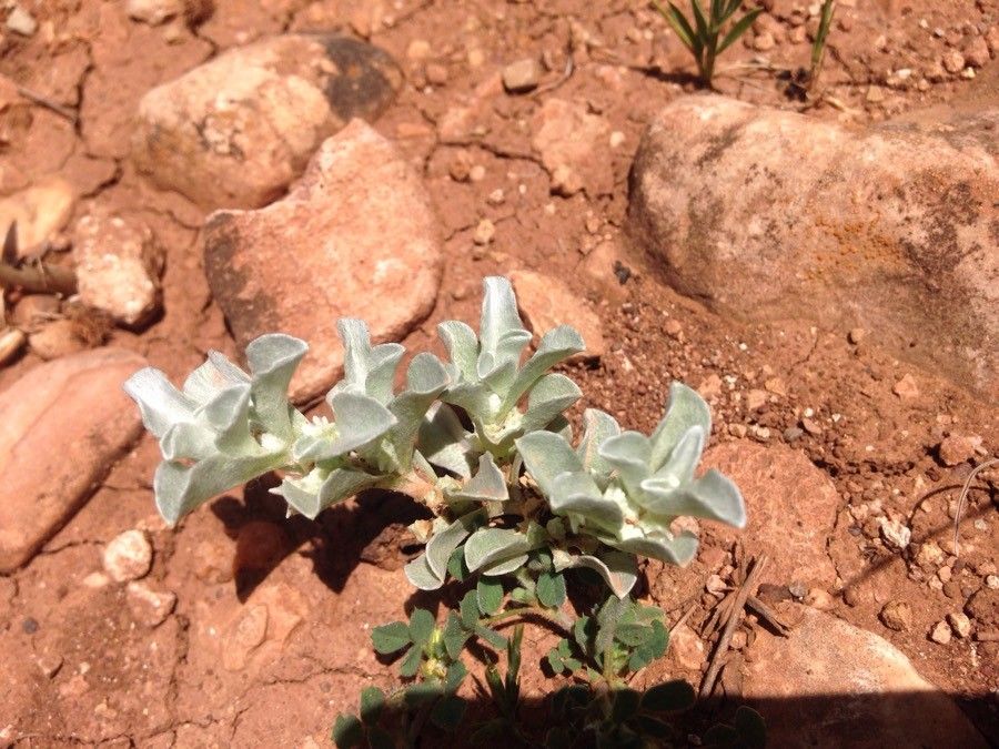 Micropus supinus — houseplant care guide