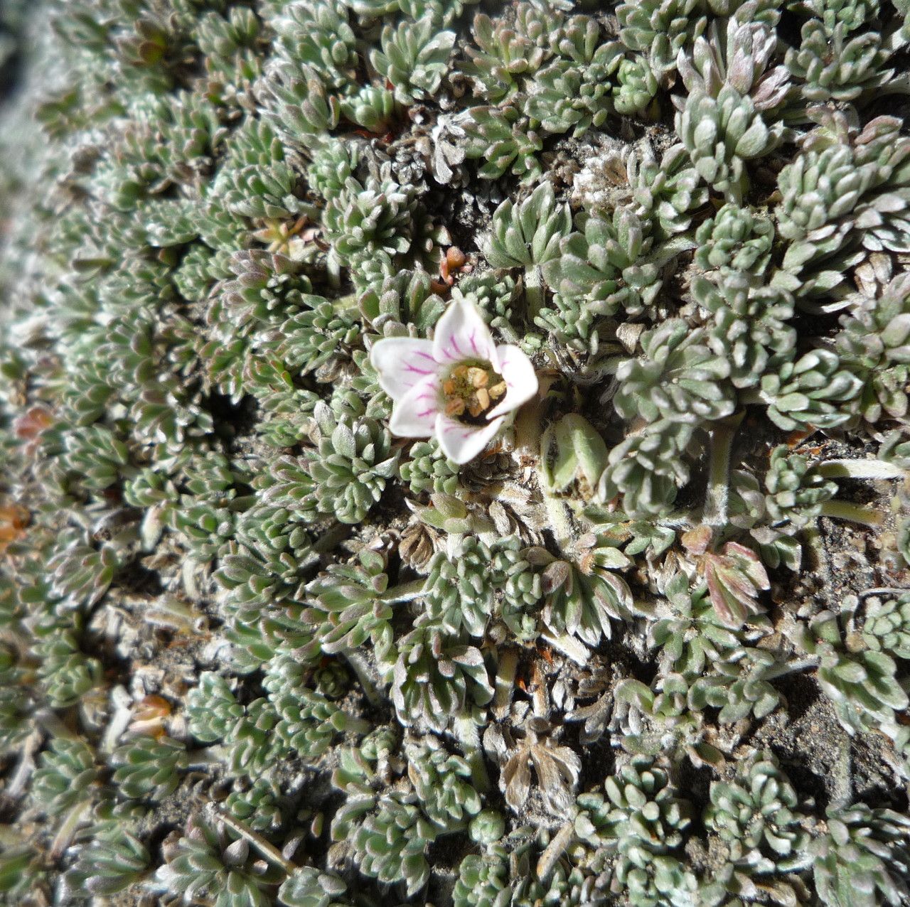 Geranium ecuadoriense flower