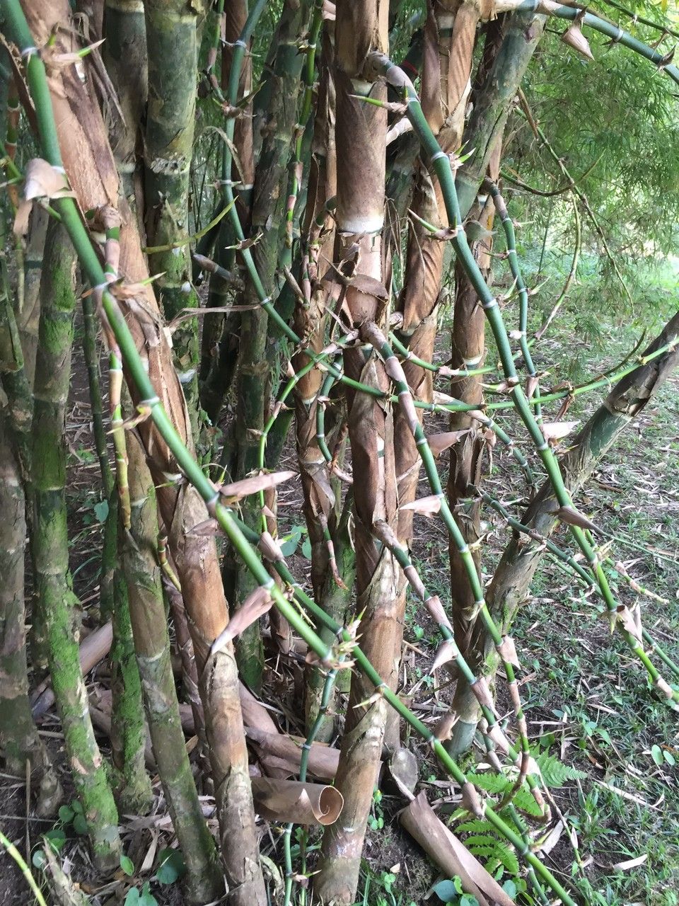 Chusquea mulleri — houseplant care guide