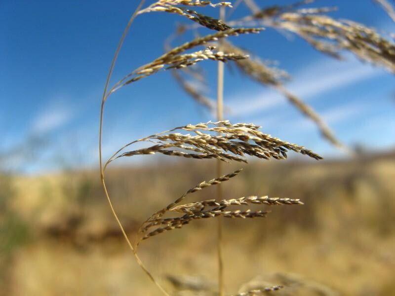 Eragrostis rotifer — search result for 'Eragrostis'