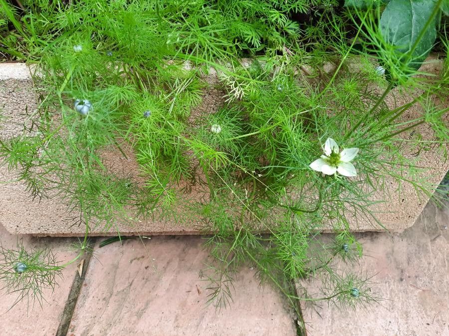 Nigella sativa leaf