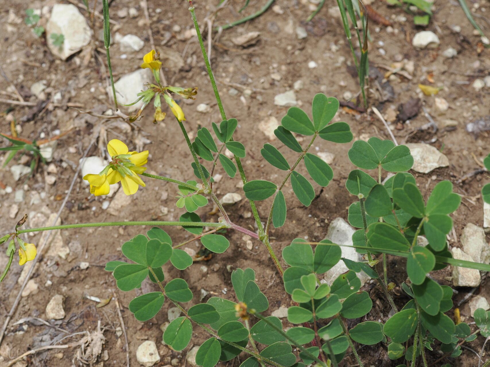 Coronilla orientalis — search result for 'Coronilla'