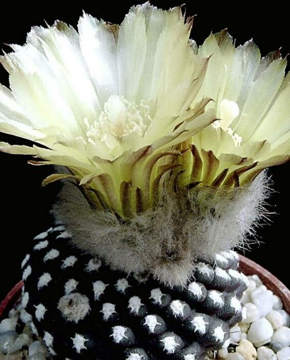 Eriosyce fankhauseri — houseplant care guide