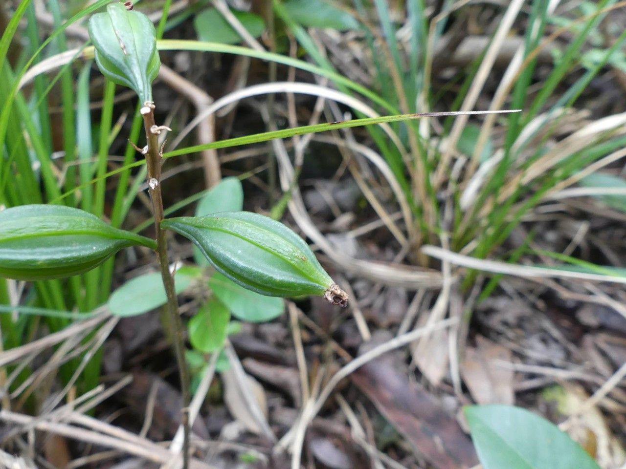 Oeceoclades monophylla fruit