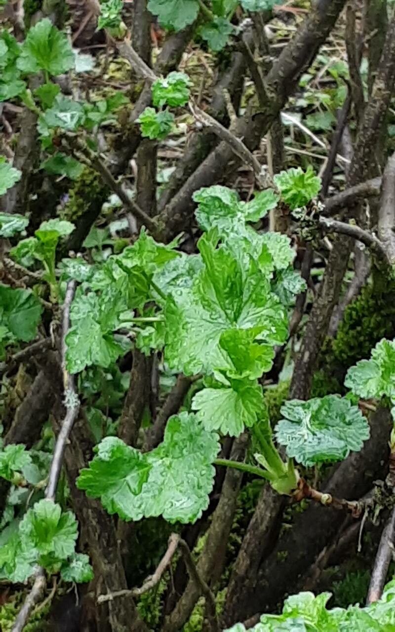 Ribes × nidigrolaria — search result for 'Ribes'