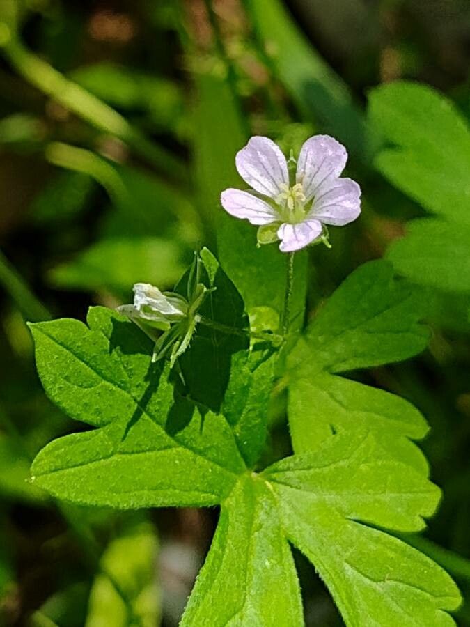 Geranium homeanum flower