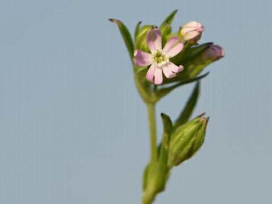 Silene ramosissima flower