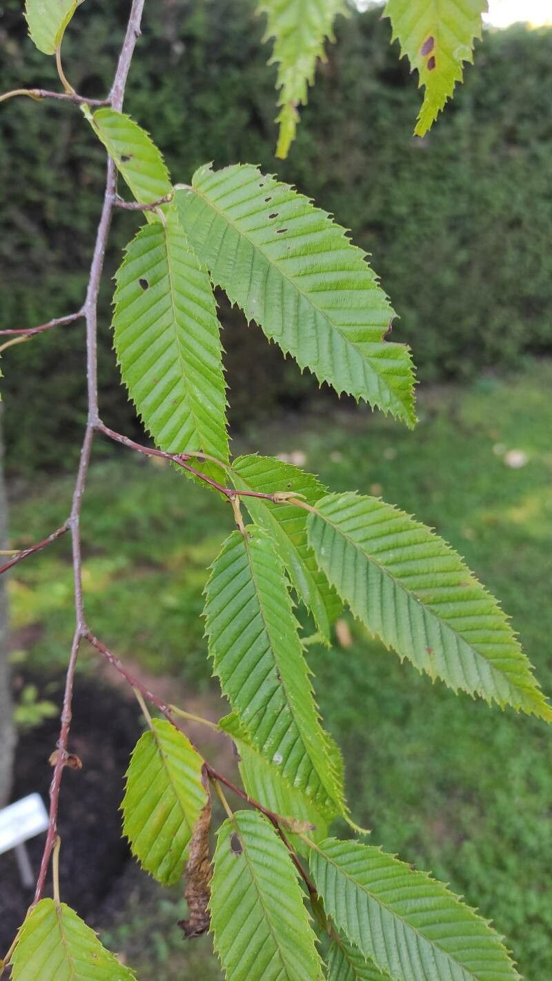 Carpinus japonica leaf