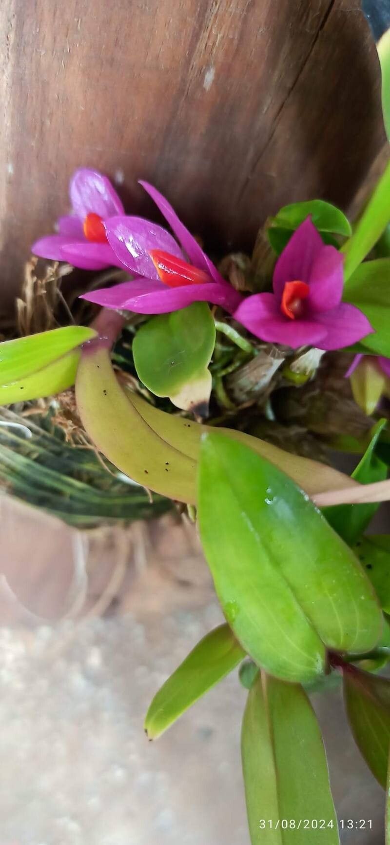 Dendrobium laevifolium flower