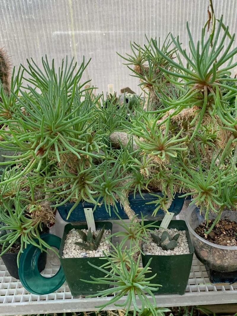 Mesembryanthemum resurgens leaf