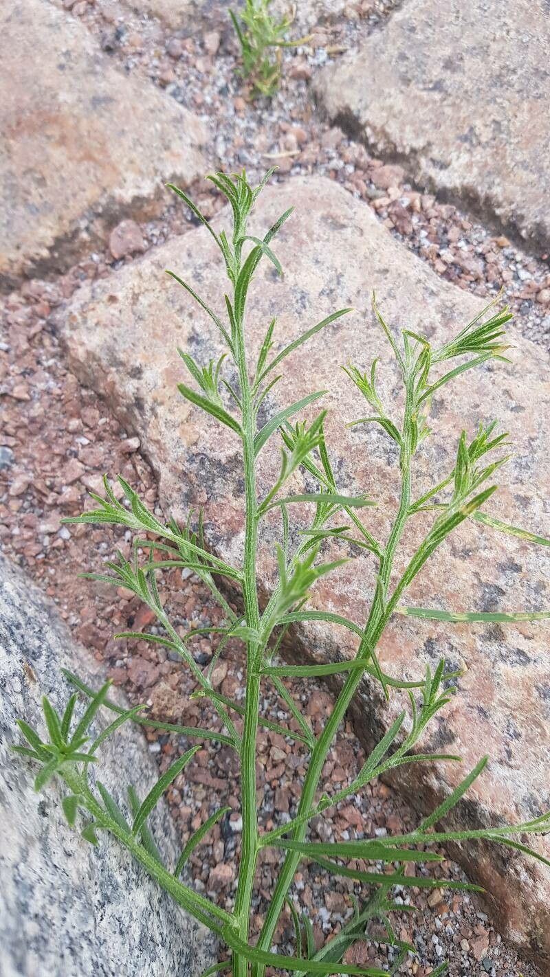 Erigeron divaricatus leaf