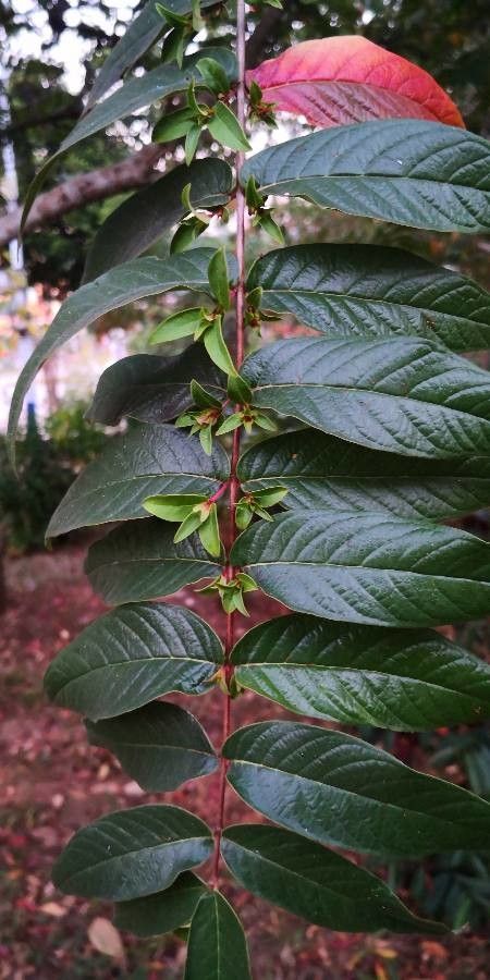 Woodfordia fruticosa — search result for 'Lythraceae'