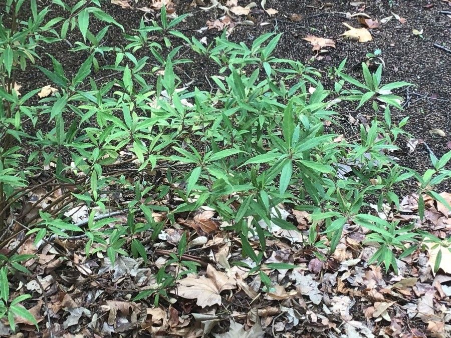 Helwingia chinensis leaf