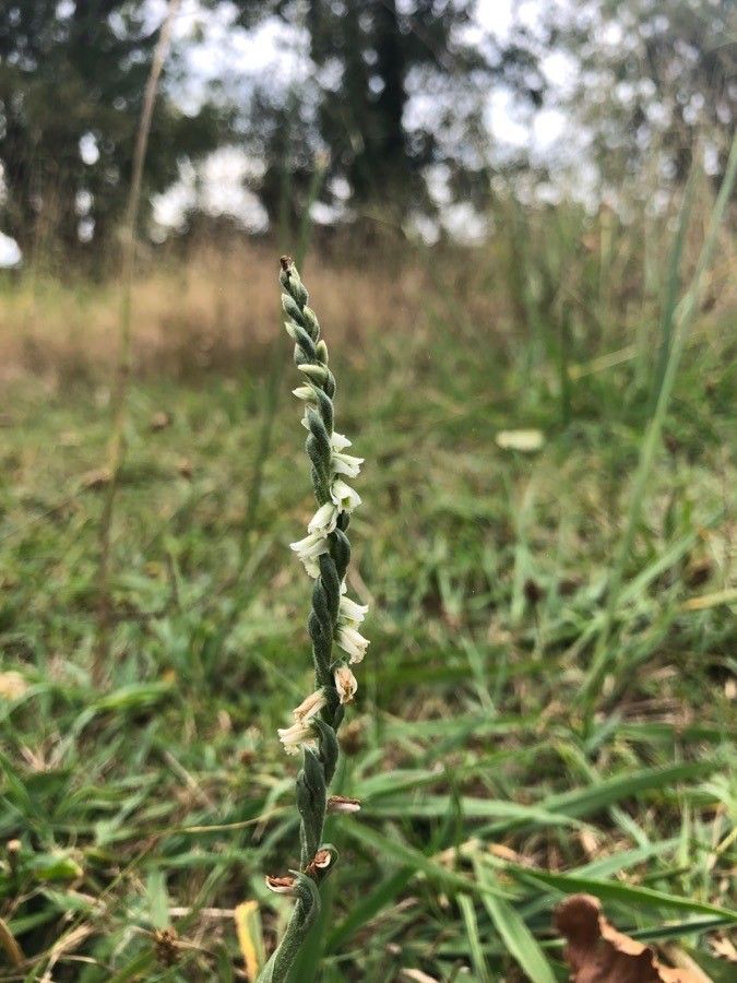 Spiranthes spiralis flower