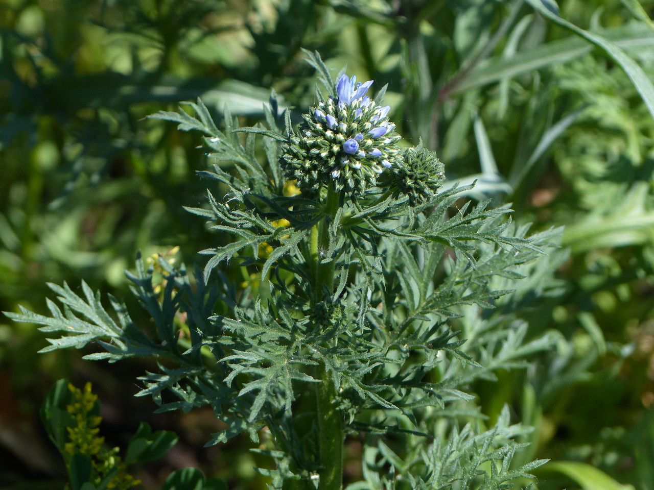 Gilia capitata — search result for 'Phlox'