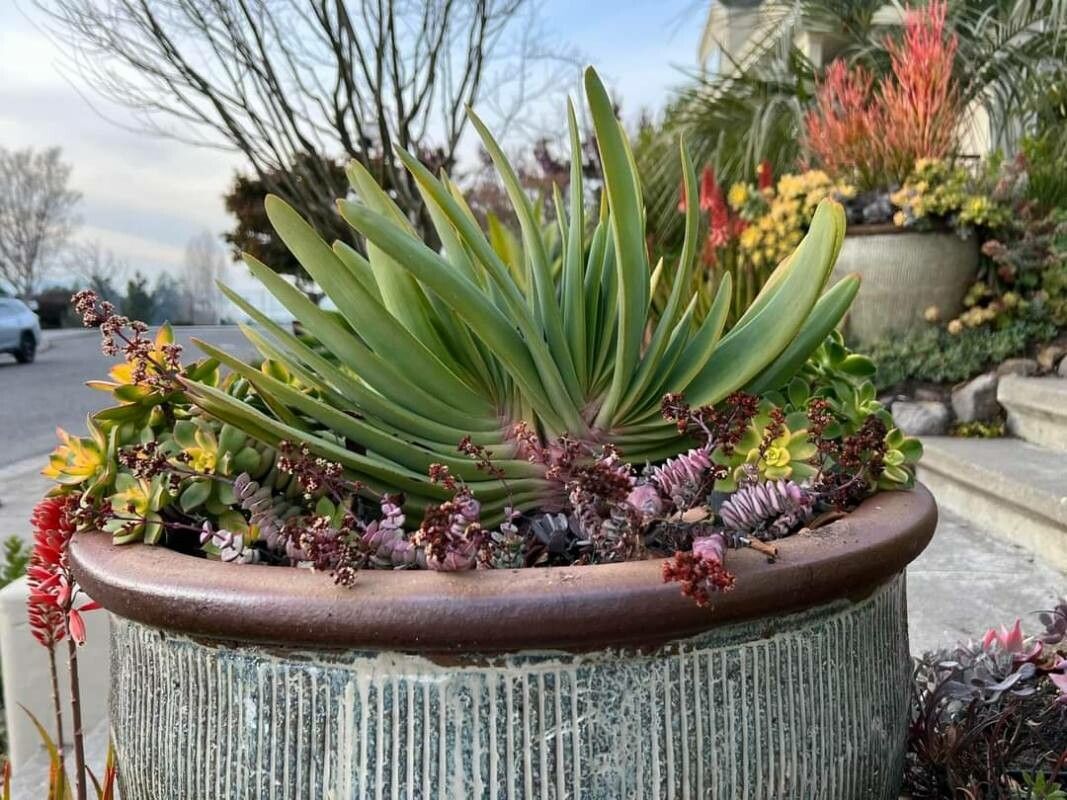 Kumara plicatilis leaf