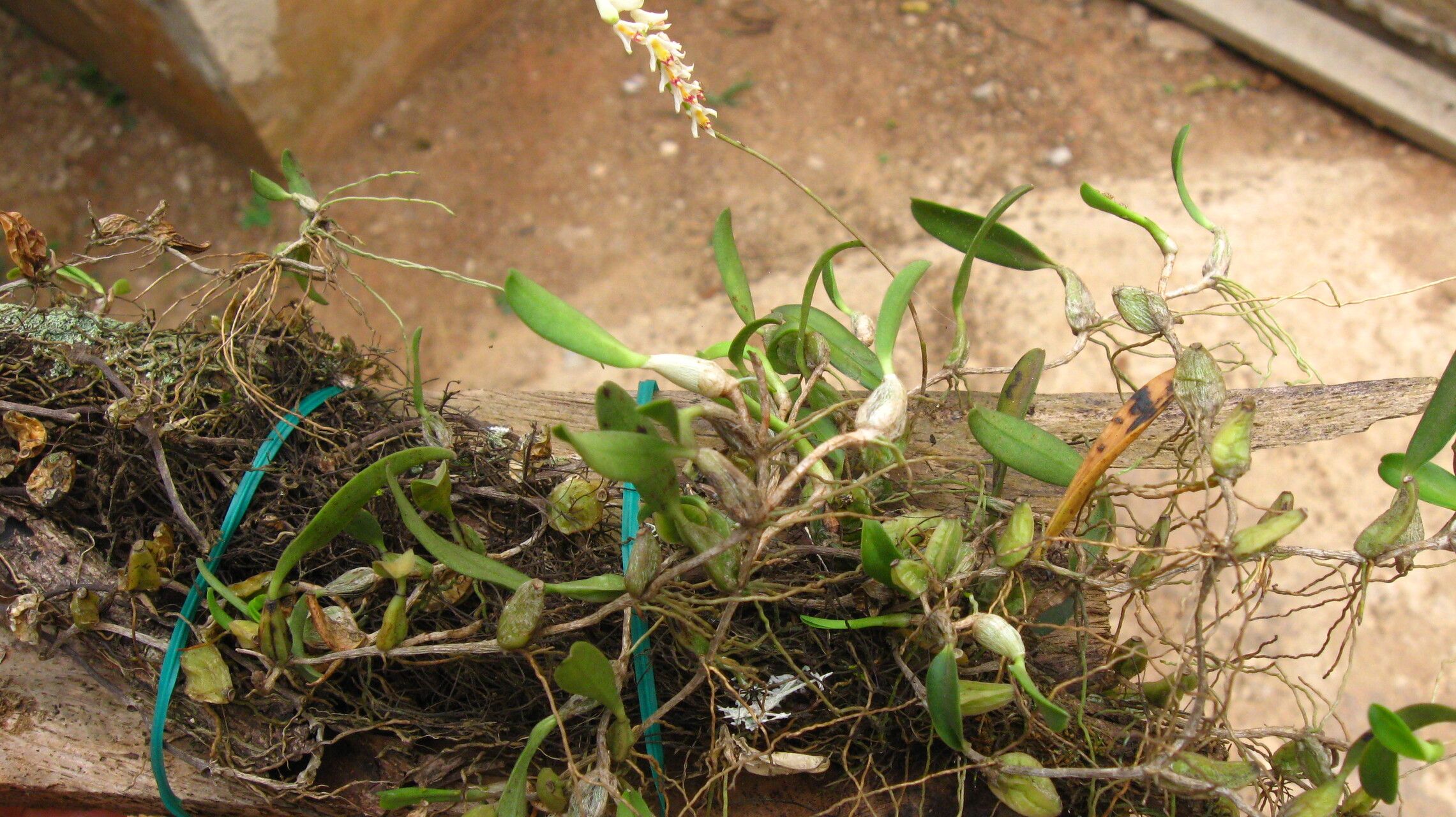 Bulbophyllum platybulbum habit