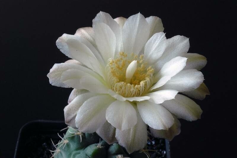 Gymnocalycium uebelmannianum — search result for 'Gymnocalycium'