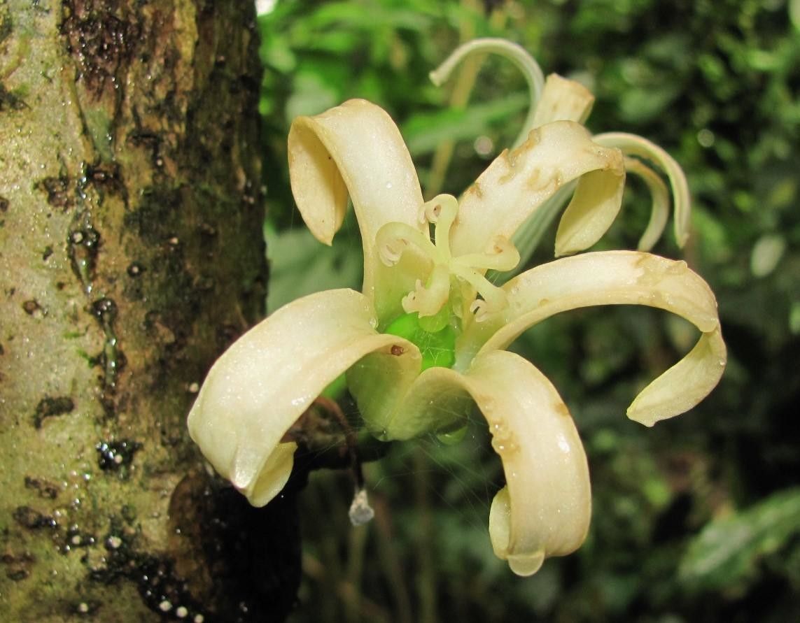 Vasconcellea cauliflora flower