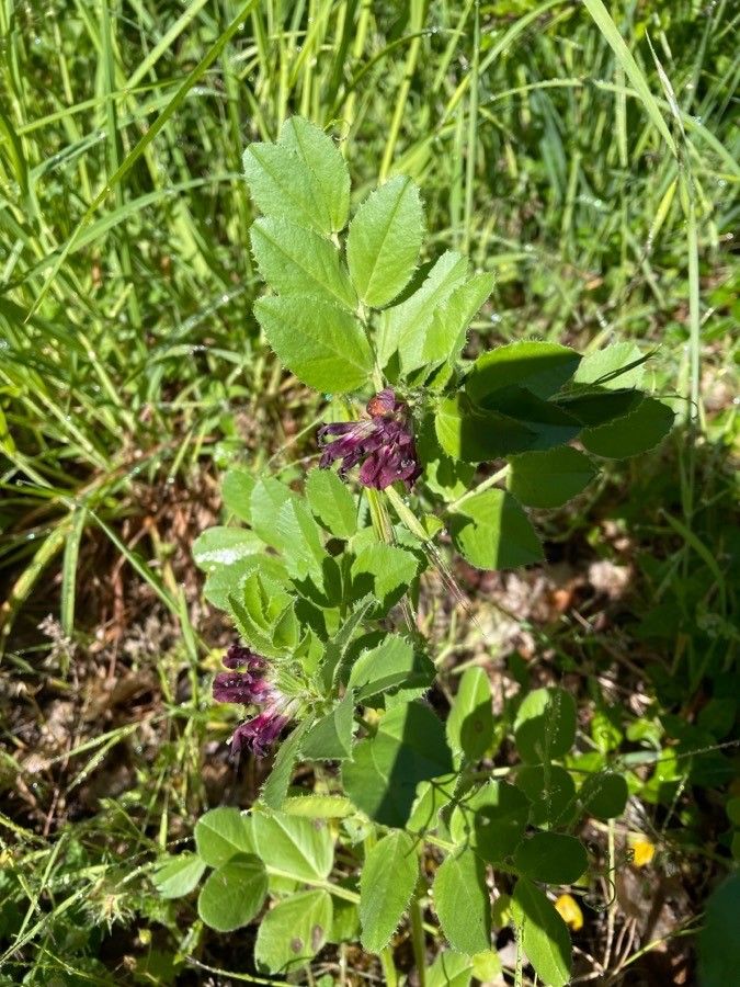Vicia serratifolia leaf