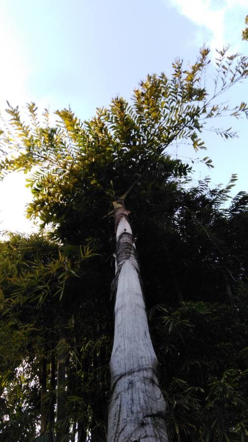 Caryota urens — search result for 'Myanmar'