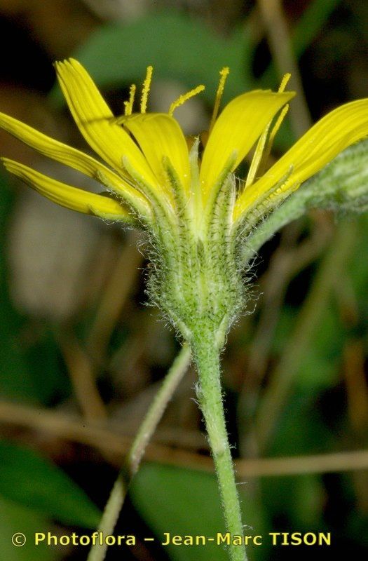 Hieracium maestum flower