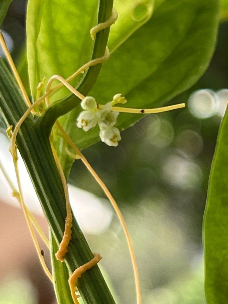 Cuscuta scandens leaf
