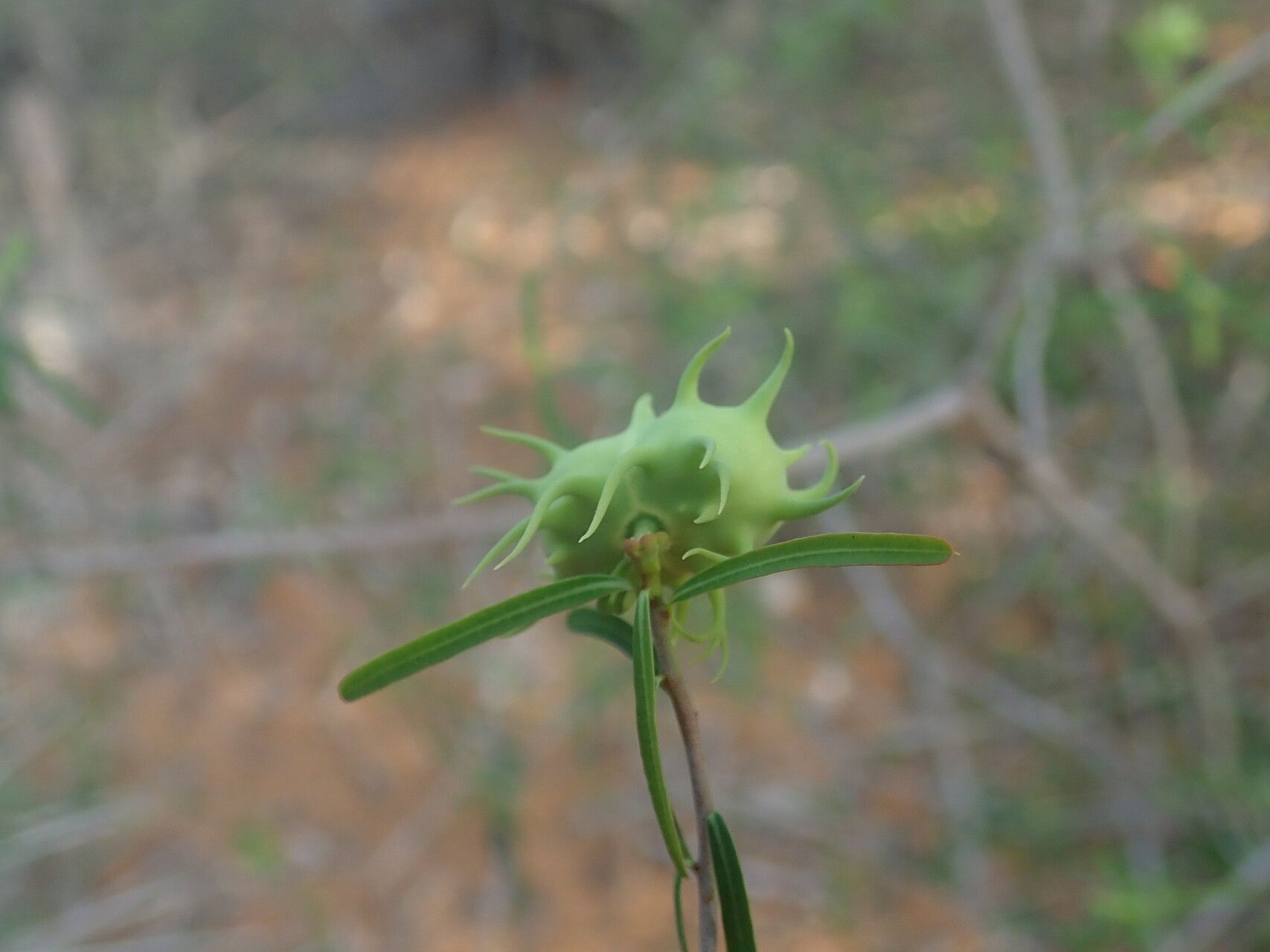 Euphorbia randrianijohanyi fruit