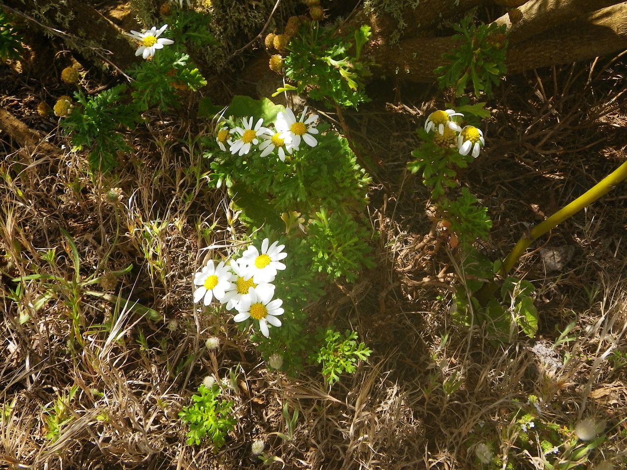 Argyranthemum hierrense habit