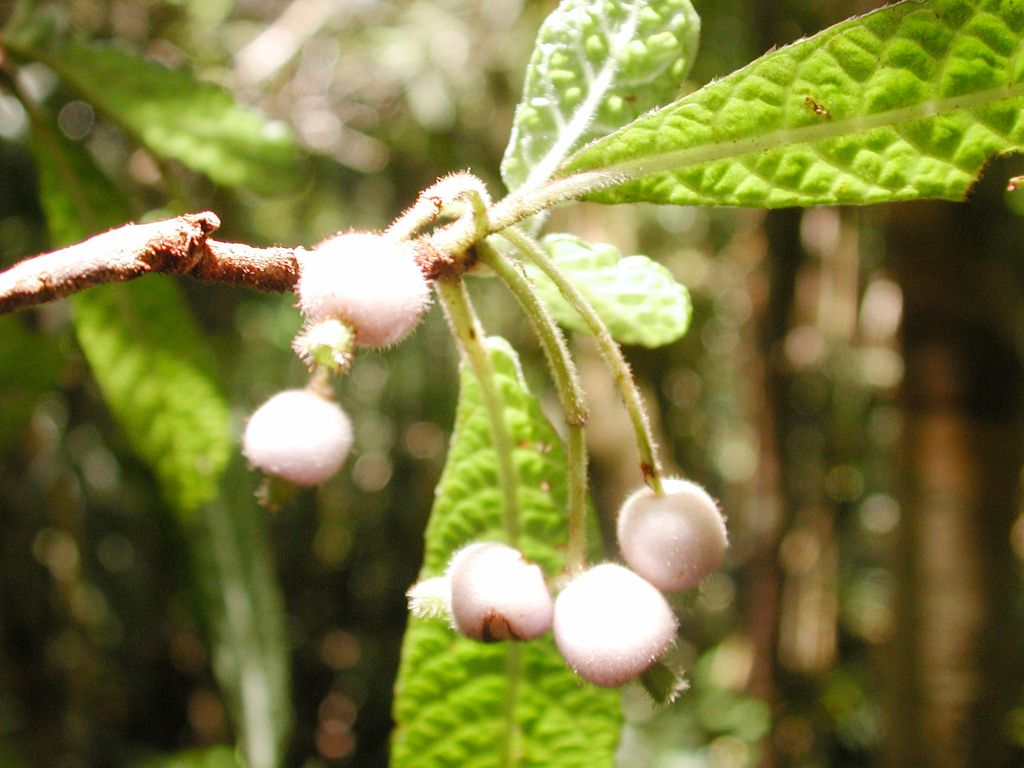 Psychotria toninensis flower
