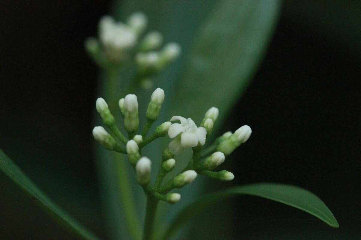 Rauvolfia spathulata flower