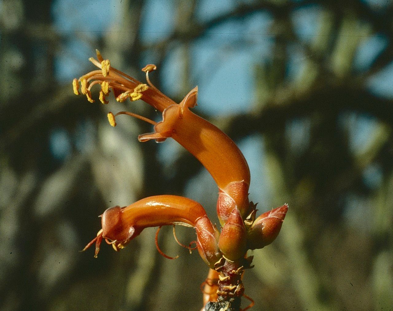Fouquieria formosa — related species from the same genus