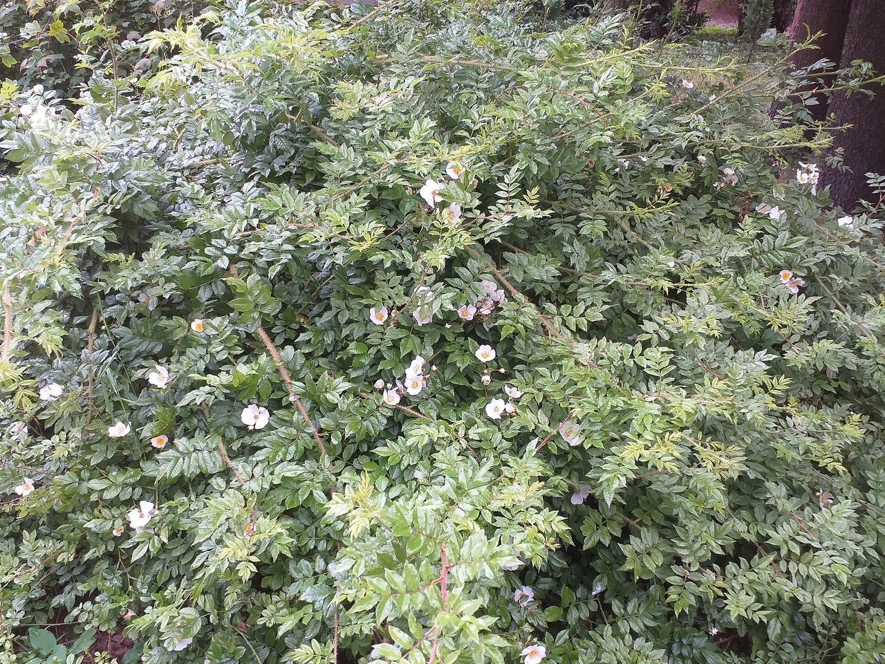 Rosa maximowicziana habit