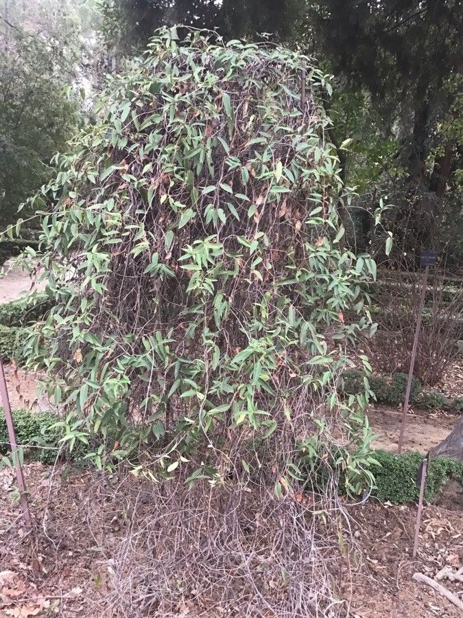Schisandra propinqua habit