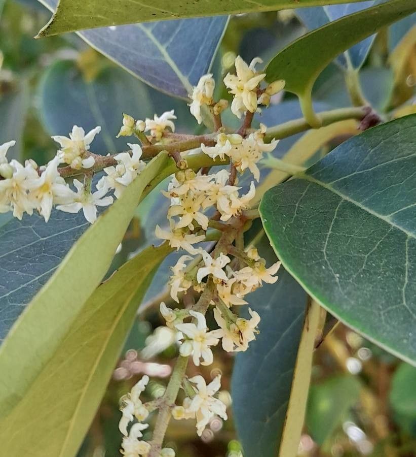 Citronella mucronata flower
