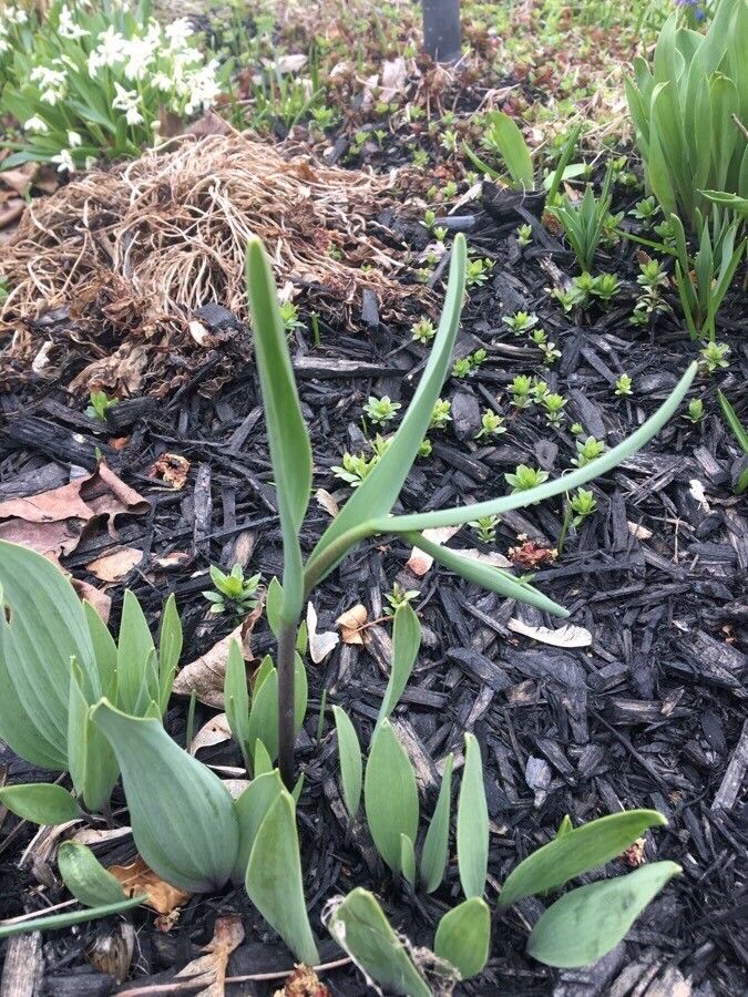 Fritillaria michailovskyi leaf