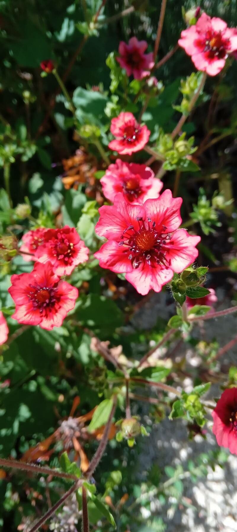 Potentilla nepalensis flower