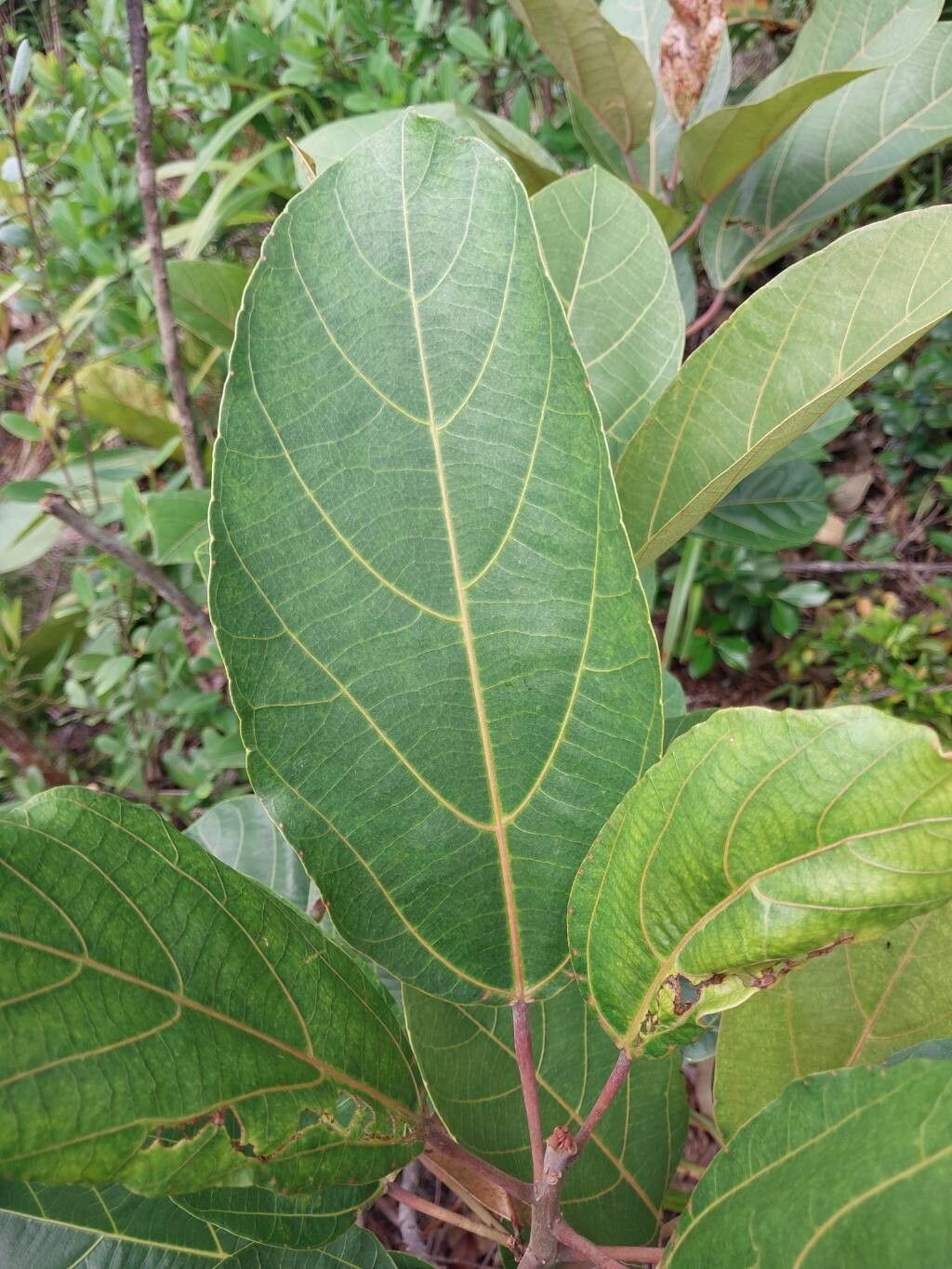 Macaranga obovata — houseplant care guide