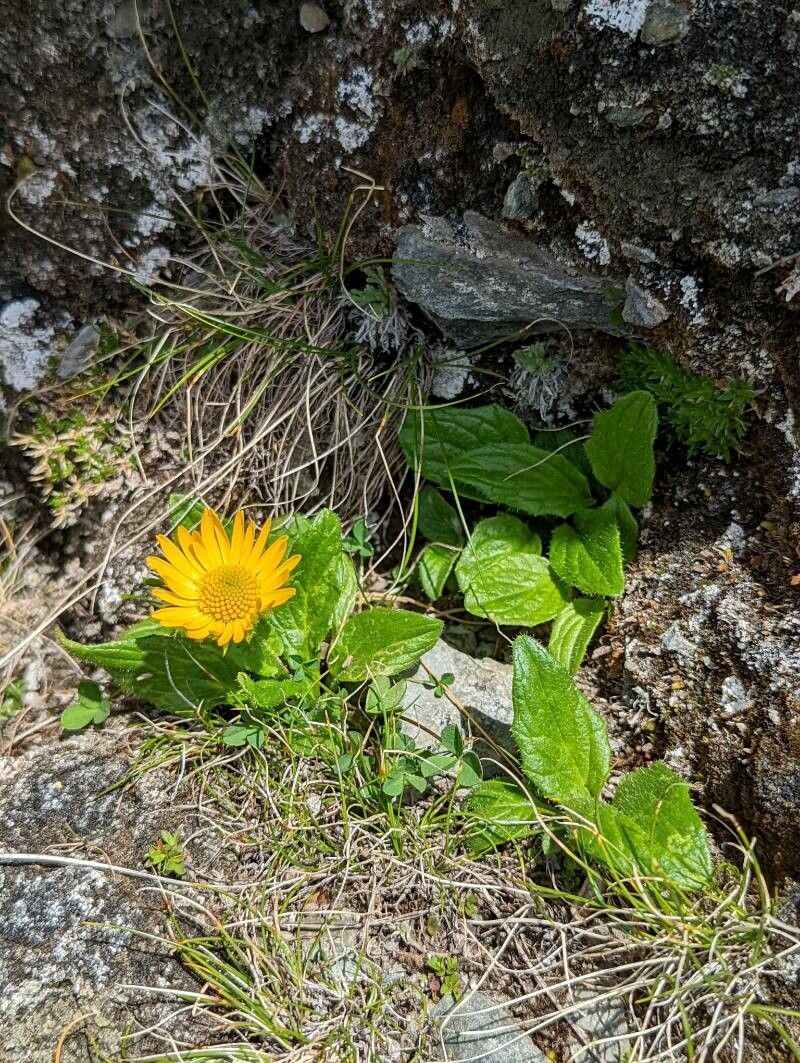 Doronicum glaciale habit