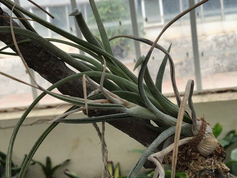 Tillandsia baileyi