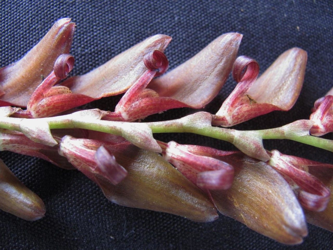 Stelis gigantea other