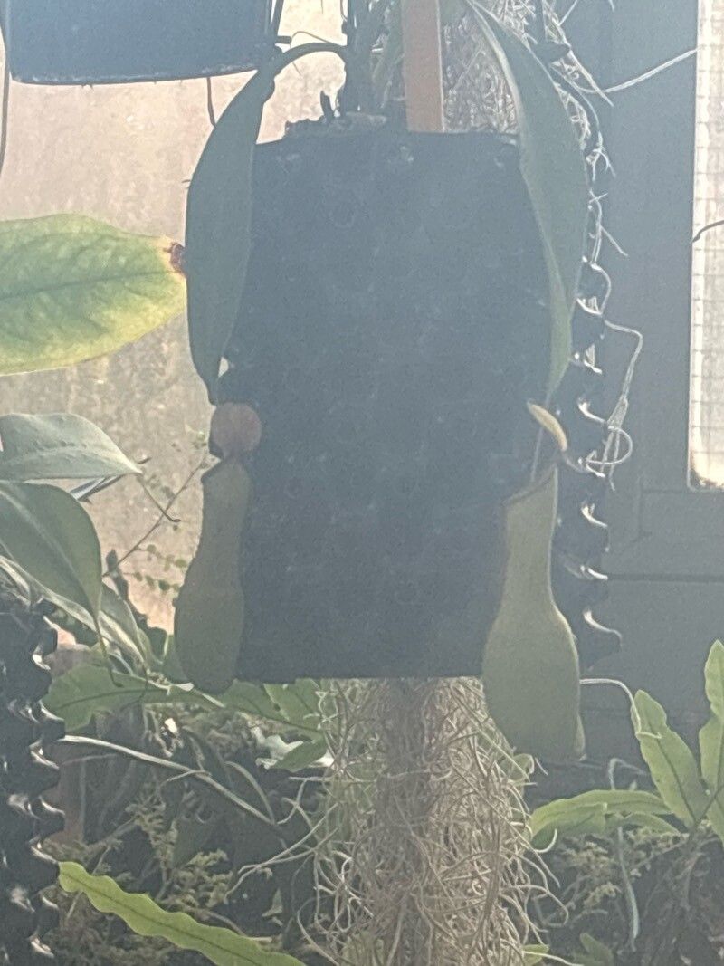 Nepenthes graciliflora — search result for 'Nepenthes'