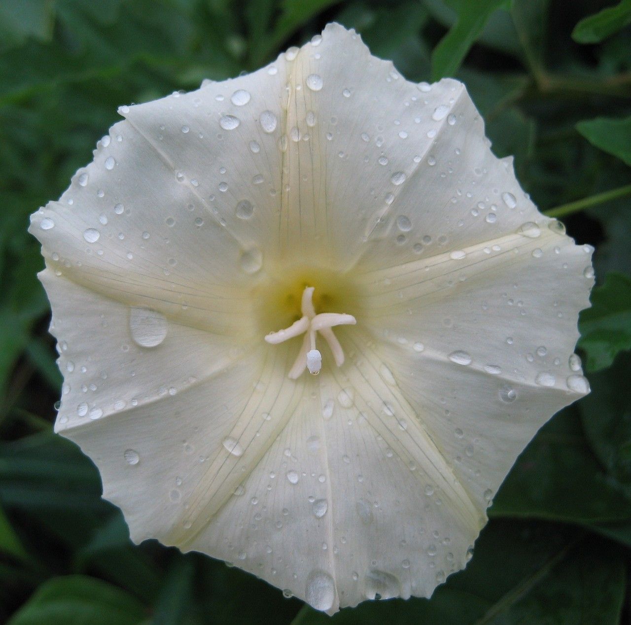 Calystegia occidentalis flower