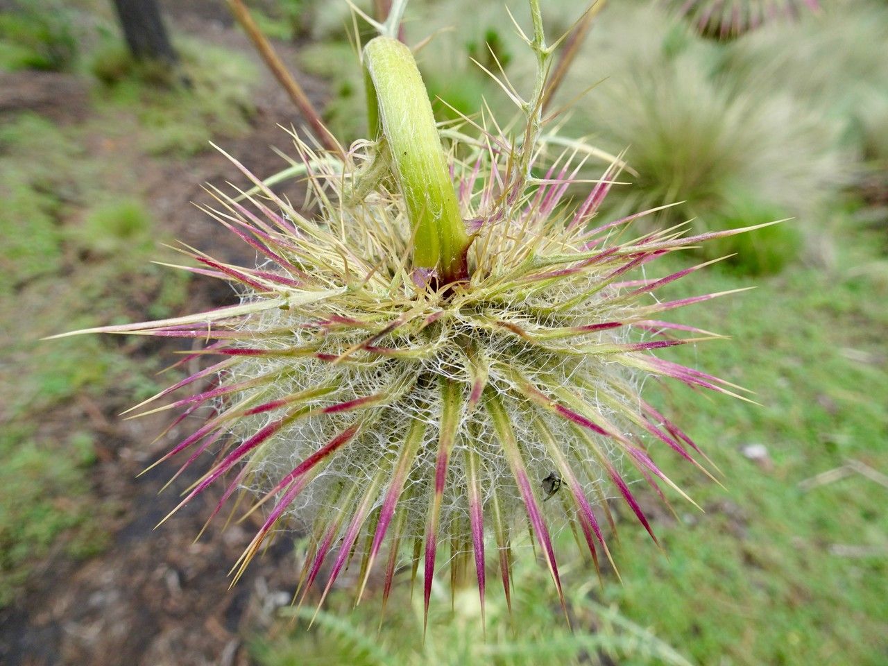 Cirsium jorullense flower
