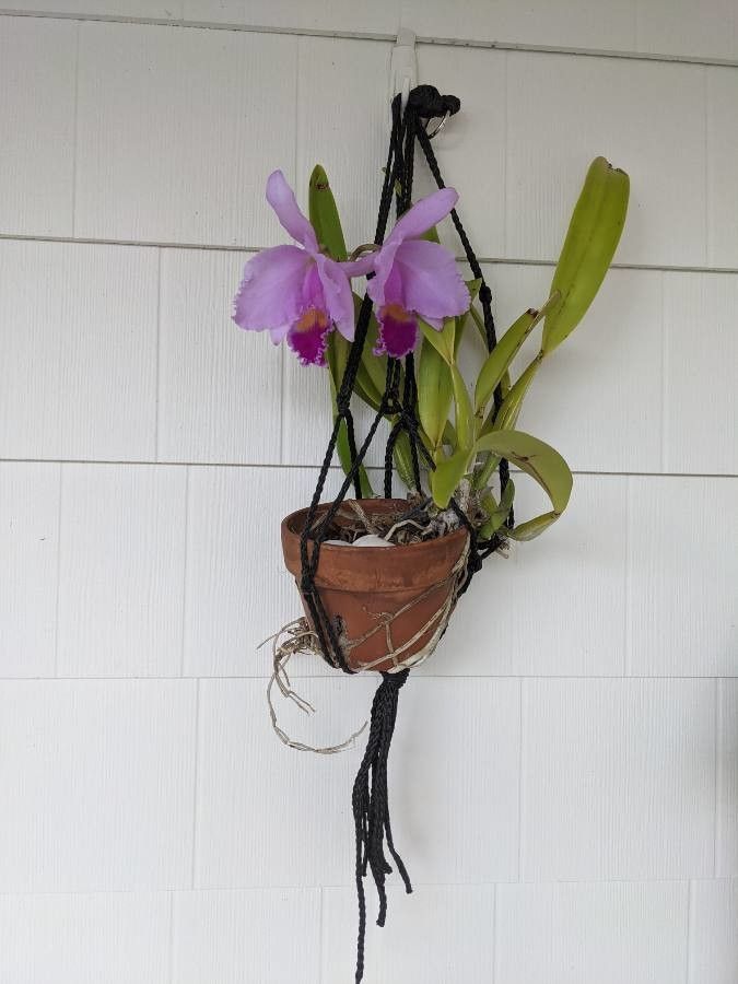 Cattleya trianae bark