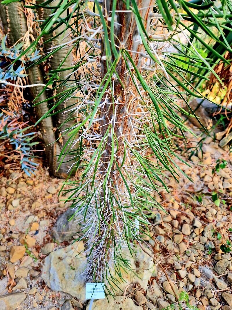 Didierea madagascariensis habit