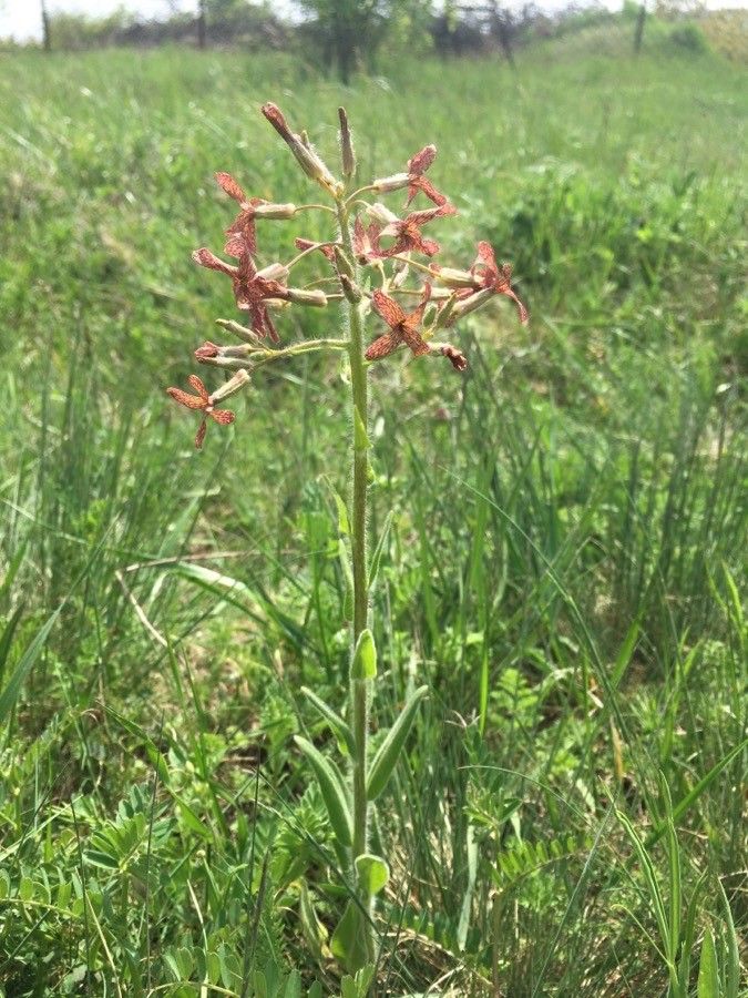 Hesperis tristis habit