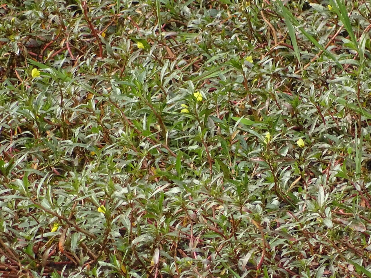 Ludwigia erecta leaf