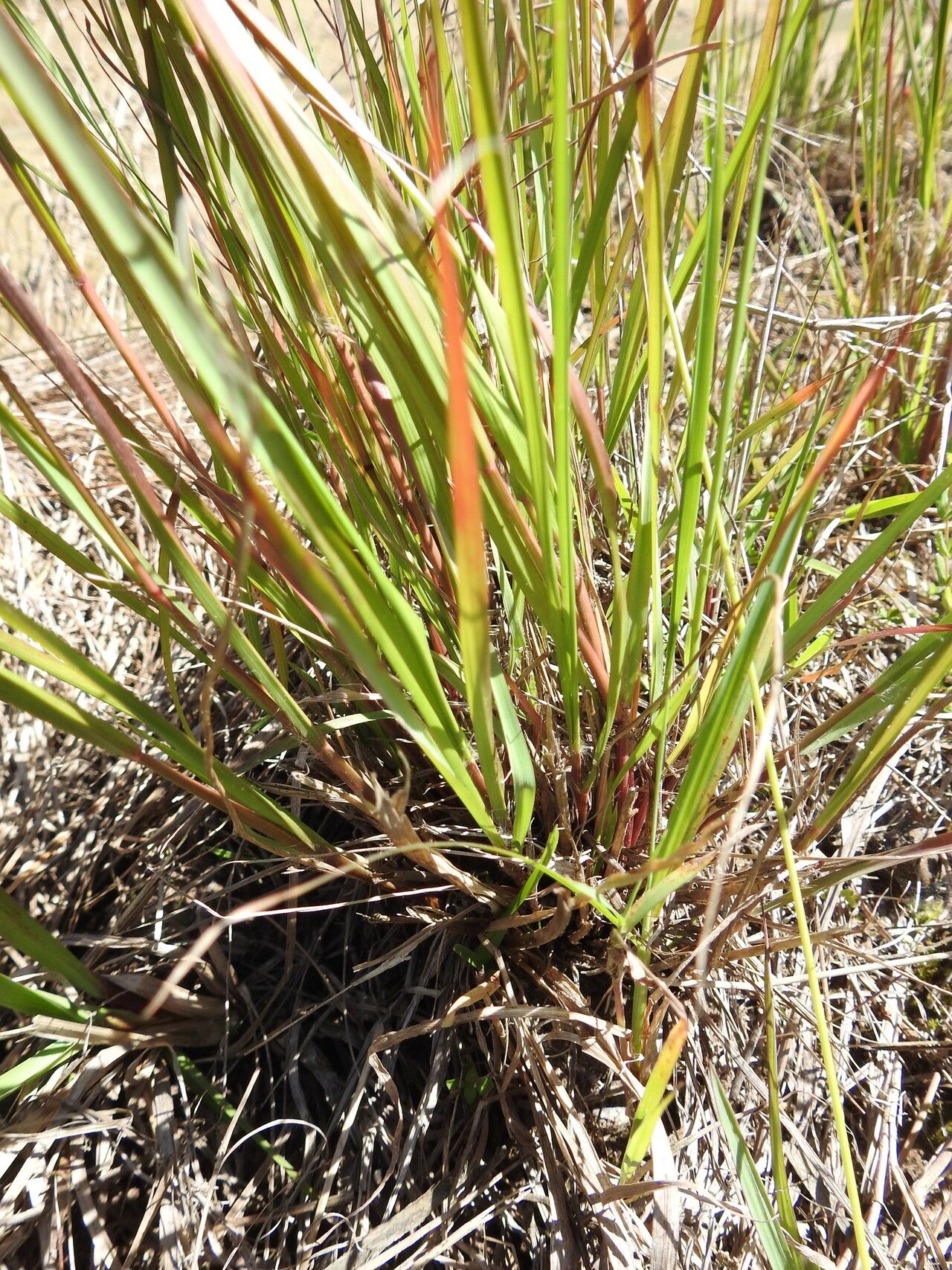 Eragrostis paniciformis — search result for 'Eragrostis'